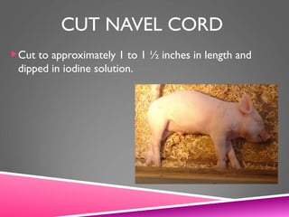 CUT NAVEL CORD
Cut to approximately 1 to 1 ½ inches in length and
dipped in iodine solution.
 