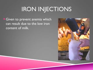 IRON INJECTIONS
Given to prevent anemia which
can result due to the low iron
content of milk.
 