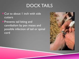 DOCK TAILS
Cut to about 1 inch with side
cutters
Prevents tail biting and
cannibalism by pen mates and
possible infection of tail or spinal
cord
 