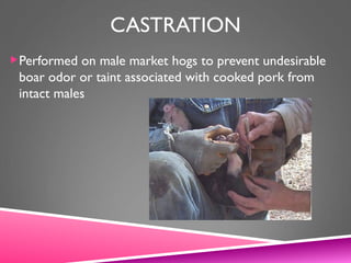 CASTRATION
Performed on male market hogs to prevent undesirable
boar odor or taint associated with cooked pork from
intact males
 
