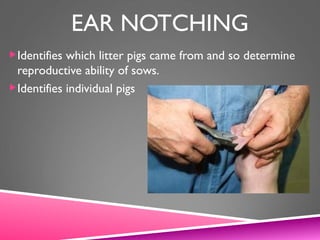 EAR NOTCHING
Identifies which litter pigs came from and so determine
reproductive ability of sows.
Identifies individual pigs
 