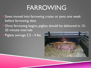 FARROWING
Sows moved into farrowing crates or pens one week
before farrowing date.
Once farrowing begins, piglets should be delivered in 15-
20 minute intervals
Piglets average 2.5 - 4 lbs.
 