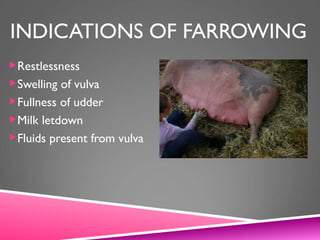 INDICATIONS OF FARROWING
Restlessness
Swelling of vulva
Fullness of udder
Milk letdown
Fluids present from vulva
 