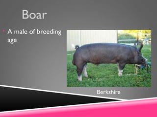 Boar
• A male of breeding
age
Berkshire
 