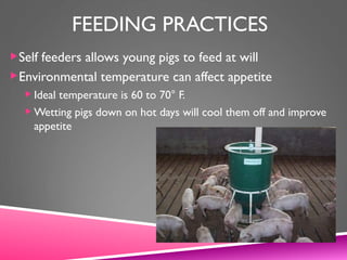 FEEDING PRACTICES
Self feeders allows young pigs to feed at will
Environmental temperature can affect appetite
 Ideal temperature is 60 to 70° F.
 Wetting pigs down on hot days will cool them off and improve
appetite
 