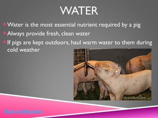 WATER
Water is the most essential nutrient required by a pig
Always provide fresh, clean water
If pigs are kept outdoors, haul warm water to them during
cold weather
Back to Objectives
 
