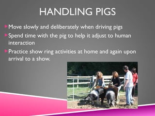 HANDLING PIGS
Move slowly and deliberately when driving pigs
Spend time with the pig to help it adjust to human
interaction
Practice show ring activities at home and again upon
arrival to a show.
 
