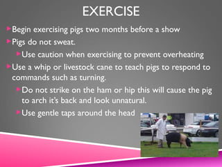 EXERCISE
Begin exercising pigs two months before a show
Pigs do not sweat.
Use caution when exercising to prevent overheating
Use a whip or livestock cane to teach pigs to respond to
commands such as turning.
Do not strike on the ham or hip this will cause the pig
to arch it’s back and look unnatural.
Use gentle taps around the head
 