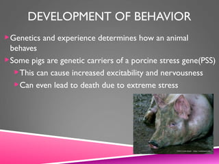DEVELOPMENT OF BEHAVIOR
Genetics and experience determines how an animal
behaves
Some pigs are genetic carriers of a porcine stress gene(PSS)
This can cause increased excitability and nervousness
Can even lead to death due to extreme stress
 