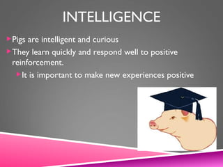 INTELLIGENCE
Pigs are intelligent and curious
They learn quickly and respond well to positive
reinforcement.
It is important to make new experiences positive
 