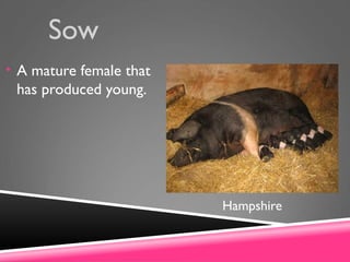Sow
• A mature female that
has produced young.
Hampshire
 