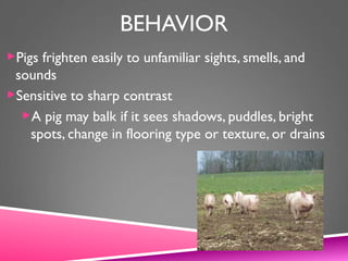 BEHAVIOR
Pigs frighten easily to unfamiliar sights, smells, and
sounds
Sensitive to sharp contrast
A pig may balk if it sees shadows, puddles, bright
spots, change in flooring type or texture, or drains
 