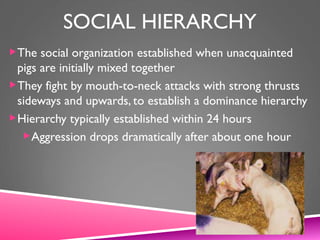 SOCIAL HIERARCHY
The social organization established when unacquainted
pigs are initially mixed together
They fight by mouth-to-neck attacks with strong thrusts
sideways and upwards, to establish a dominance hierarchy
Hierarchy typically established within 24 hours
Aggression drops dramatically after about one hour
 