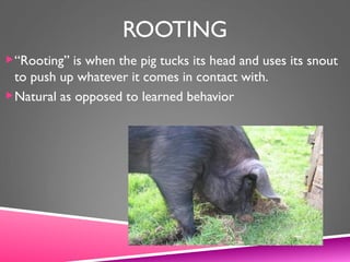 ROOTING
“Rooting” is when the pig tucks its head and uses its snout
to push up whatever it comes in contact with.
Natural as opposed to learned behavior
 