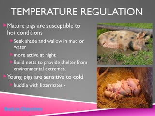 TEMPERATURE REGULATION
Mature pigs are susceptible to
hot conditions
 Seek shade and wallow in mud or
water
 more active at night
 Build nests to provide shelter from
environmental extremes.
Young pigs are sensitive to cold
 huddle with littermates -
Back to Objectives
 