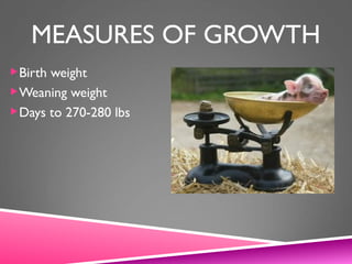 MEASURES OF GROWTH
Birth weight
Weaning weight
Days to 270-280 lbs
 
