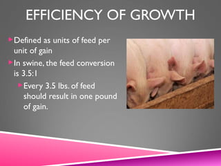 EFFICIENCY OF GROWTH
Defined as units of feed per
unit of gain
In swine, the feed conversion
is 3.5:1
Every 3.5 lbs. of feed
should result in one pound
of gain.
 