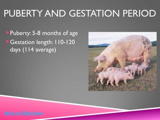 PUBERTY AND GESTATION PERIOD
Puberty: 5-8 months of age
Gestation length: 110-120
days (114 average)
Back to Objectives
 