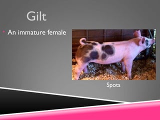 Gilt
• An immature female
Spots
 