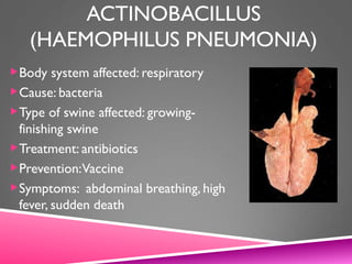 ACTINOBACILLUS
(HAEMOPHILUS PNEUMONIA)
Body system affected: respiratory
Cause: bacteria
Type of swine affected: growing-
finishing swine
Treatment: antibiotics
Prevention:Vaccine
Symptoms: abdominal breathing, high
fever, sudden death
 