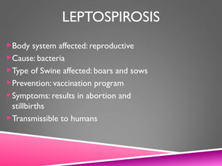 LEPTOSPIROSIS
Body system affected: reproductive
Cause: bacteria
Type of Swine affected: boars and sows
Prevention: vaccination program
Symptoms: results in abortion and
stillbirths
Transmissible to humans
 