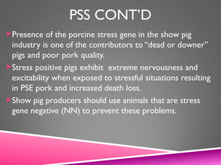 PSS CONT’D
Presence of the porcine stress gene in the show pig
industry is one of the contributors to “dead or downer”
pigs and poor pork quality.
Stress positive pigs exhibit extreme nervousness and
excitability when exposed to stressful situations resulting
in PSE pork and increased death loss.
Show pig producers should use animals that are stress
gene negative (NN) to prevent these problems.
 