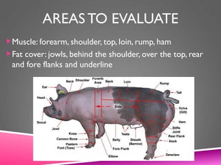 AREAS TO EVALUATE
Muscle: forearm, shoulder, top, loin, rump, ham
Fat cover: jowls, behind the shoulder, over the top, rear
and fore flanks and underline
 