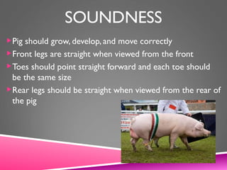 SOUNDNESS
Pig should grow, develop, and move correctly
Front legs are straight when viewed from the front
Toes should point straight forward and each toe should
be the same size
Rear legs should be straight when viewed from the rear of
the pig
 