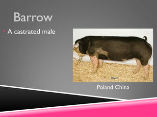Barrow
• A castrated male
Poland China
 