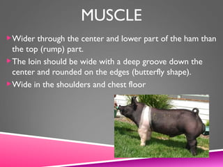 MUSCLE
Wider through the center and lower part of the ham than
the top (rump) part.
The loin should be wide with a deep groove down the
center and rounded on the edges (butterfly shape).
Wide in the shoulders and chest floor
 