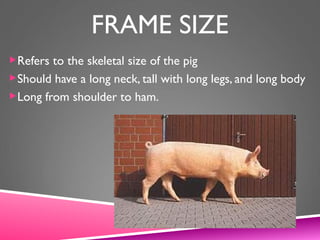 FRAME SIZE
Refers to the skeletal size of the pig
Should have a long neck, tall with long legs, and long body
Long from shoulder to ham.
 