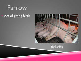 Farrow
• Act of giving birth
Yorkshire
 