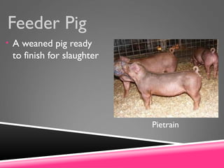 Feeder Pig
• A weaned pig ready
to finish for slaughter
Pietrain
 