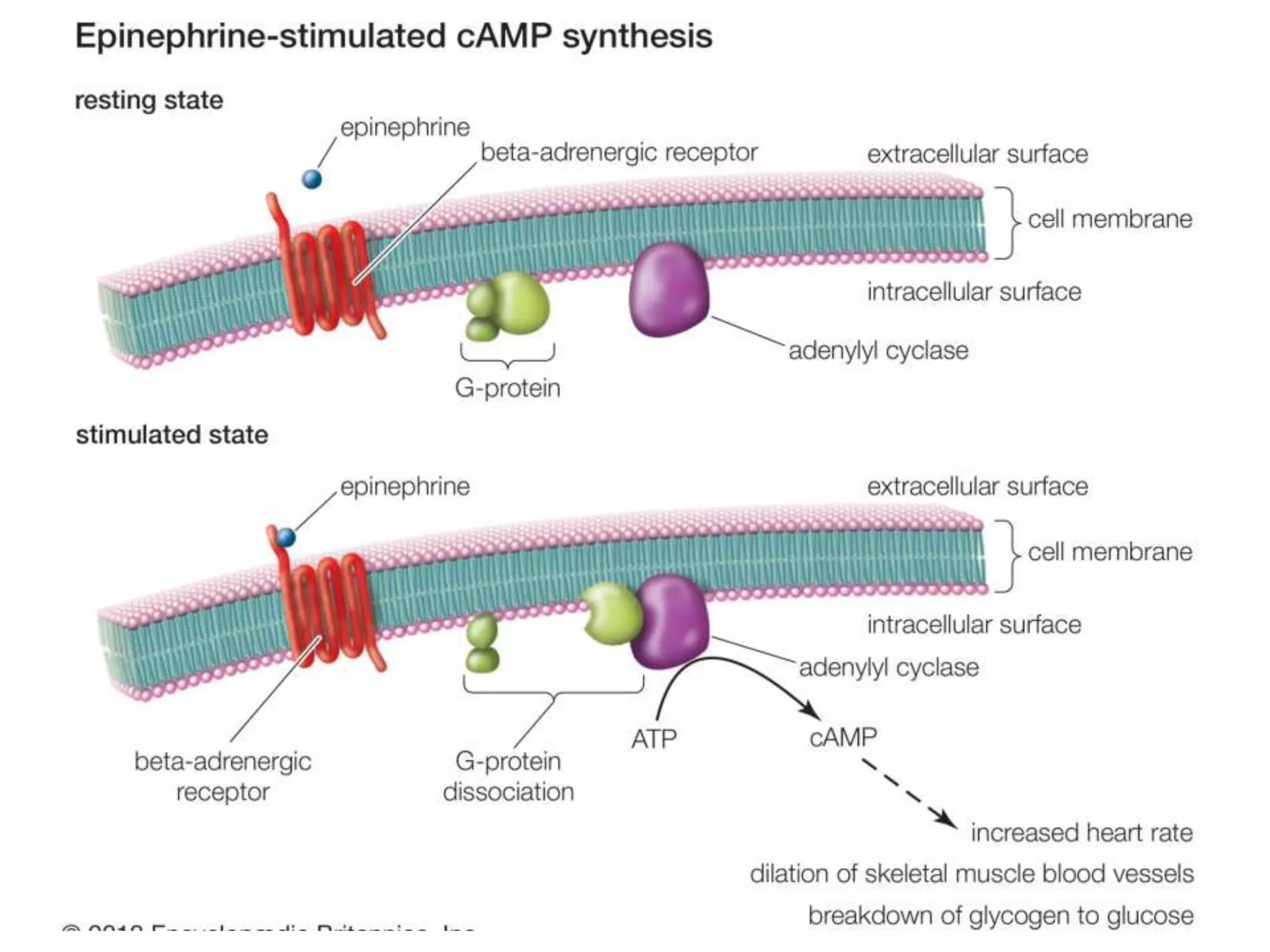 UNIT II: DRUGS ACTING ON AUTONOMIC NERVOUS SYSTEM | PPTX