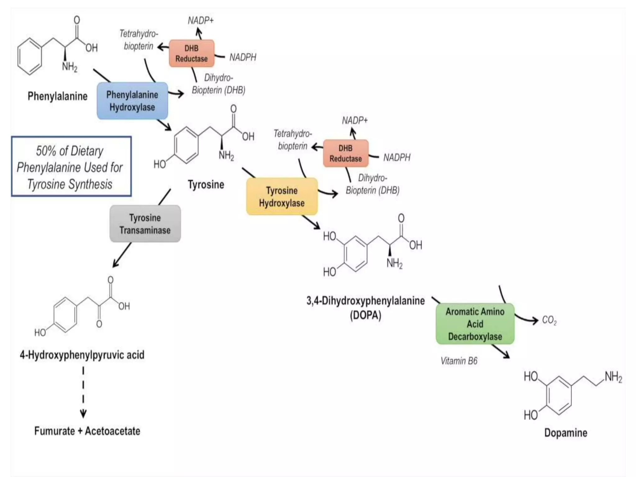 UNIT II: DRUGS ACTING ON AUTONOMIC NERVOUS SYSTEM | PPTX