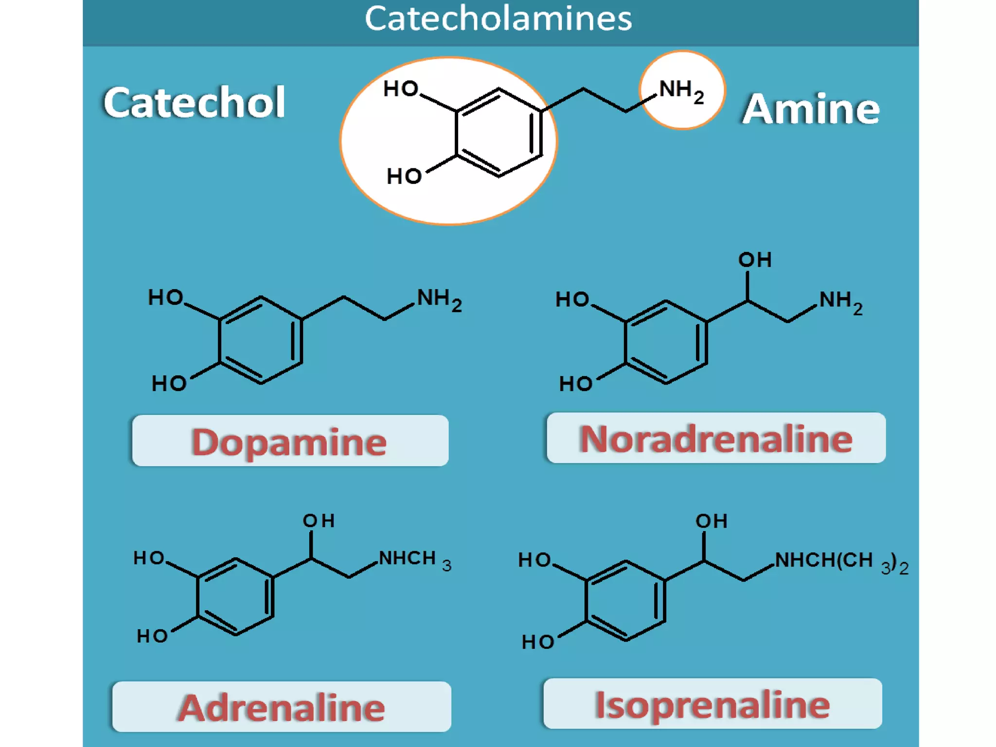 UNIT II: DRUGS ACTING ON AUTONOMIC NERVOUS SYSTEM | PPTX