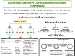 Sympathetic Nervous System Receptors Alpha And Beta