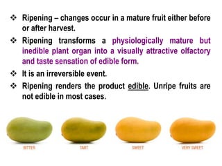 # 3T - Ripening.ppthghhuughgggggggggggggg | PPT
