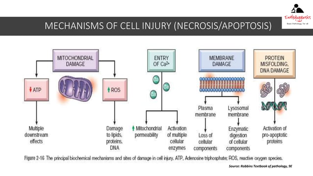 Ch 2 adaptations, cell injury, cell death | PPTX | Endocrine and ...