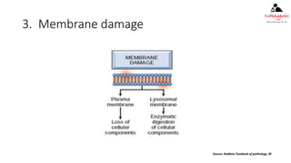 Ch 2 adaptations, cell injury, cell death | PPTX