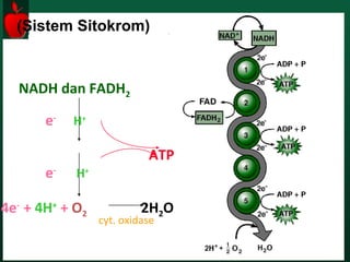 (Sistem Sitokrom)
NADH dan FADH2
e-
e-
4e-
+ 4H+
+ O2 2H2O
cyt. oxidase
H+
H+
ATP
 