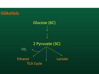 Glikolisis
Glucose (6C)
2 Pyruvate (3C)
Ethanol Lactate
TCA Cycle
CO2
+O2
-O2 -O2
 