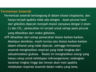 Fermentasi Anaerob
Fermentasi anaerob berlangsung di dalam sitosol sitoplasma, dan
hanya terjadi apabila tidak ada oksigen.  Asam piruvat hasil
dari glikolisis dipecah menjadi etanol (senyawa dengan 2 atom
C) dan CO2 ; pemecahan ini terjadi untuk setiap asam piruvat
yang dihasilkan dari reaksi glikolisis.
ATP dihasilkan dari setiap pemecahan ikatan karbon-karbon.
Meskipun demikian, masih tersisa satu ikatan karbon-karbon
dalam ethanol yang tidak dipecah, sehingga fermentasi
anaerob menghasilkan respirasi yang tidak lengkap dari
sebuahmolekul glukosa.   Reaksi ini menghasilkan energi yang
hanya cukup untuk kehidupan mikroorganisme; sedangkan
tanaman tingkat tinggi dan hewan akan mati apabila
melakukan respirasi anaerob dalam waktu yang lama.
 