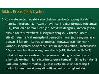 Siklus Krebs (TCA Cycle)
Siklus Krebs terjadi apabila ada oksigen dan berlangsung di dalam
matriks mitokondria.   Asam piruvat dari reaksi glikolisis kehilangan
CO2 , kemudian bereaksi dengan senyawa dengan 4-karbon (asam
oksalo asetat) membentuk senyawa dengan 6-karbon (asam
sitrat).  Asam sitrat mengalami pemecahan menjadi senyawa asam
dengan 5-karbon , kemudian menjadi senyawa asam dengan 4-
karbon , megalami pemecahan ikatan karbon-karbon , melepaskan
CO2 dan menhasilkan energi metabolik (ATP, NADH dan FADH2)
untuk setiap pemecahan.  Senyawa asam dengan 4-karbon acid
dibentuk kembali, dan siklus berlansung kembali.  Siklus berjalan 2
kali untuk setiap 1 molekul glukosa (satu siklus untuk setiap 1
molelul asam piruvat yang dihasilkan dari proses glikolisis).
 