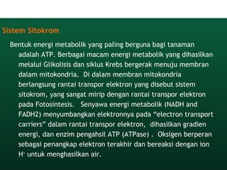 Sistem Sitokrom
Bentuk energi metabolik yang paling berguna bagi tanaman
adalah ATP. Berbagai macam energi metabolik yang dihasilkan
melalui Glikolisis dan siklus Krebs bergerak menuju membran
dalam mitokondria.  Di dalam membran mitokondria
berlangsung rantai transpor elektron yang disebut sistem
sitokrom, yang sangat mirip dengan rantai transpor elektron
pada Fotosintesis.   Senyawa energi metabolik (NADH and
FADH2) menyumbangkan elektronnya pada “electron transport
carriers” dalam rantai transpor elektron, dihasilkan gradien
energi, dan enzim pengahsil ATP (ATPase) .  Oksigen berperan
sebagai penangkap elektron terakhir dan bereaksi dengan ion
H+
untuk menghasilkan air.
 