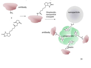 antibody
nanoparticle

antibody
streptavidin

biotin

 