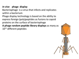In vivo phage display
Bacteriophage is a virus that infects and replicates
within a bacterium
Phage display technology is based on the ability to
express foreign (poly)peptides as fusions to capsid
proteins on the surface of bacteriophage
A phage random peptide library displays as many as
1011 different peptides
 