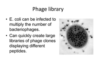 Phage library
• E. coli can be infected to
multiply the number of
bacteriophages.
• Can quickly create large
libraries of phage clones
displaying different
peptides.
 