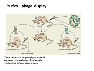 In vivo phage display
Tissue or vascular targeting ligand•Specific
organs or tumors•Tumor blood vessels
•Ischemic or inflammatory lesions
 