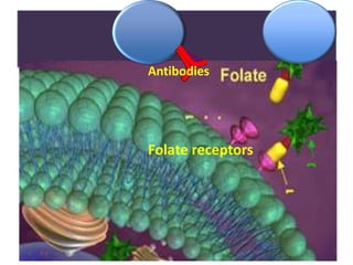 Folate receptors
Antibodies
 